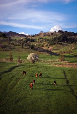 Cattle are grazing on a lush green pasture, situated in a hilly landscape with rolling green hills stretching into the distance. A few trees dot the scenery, and a flowering tree stands in the middle of the field. The sky above is blue with scattered clouds, adding to the tranquil rural setting.