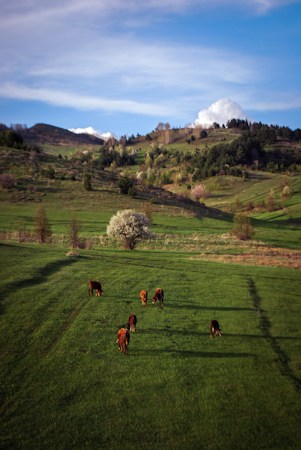 Cattle are grazing on a lush green pasture, situated in a hilly landscape with rolling green hills stretching into the distance. A few trees dot the scenery, and a flowering tree stands in the middle of the field. The sky above is blue with scattered clouds, adding to the tranquil rural setting.