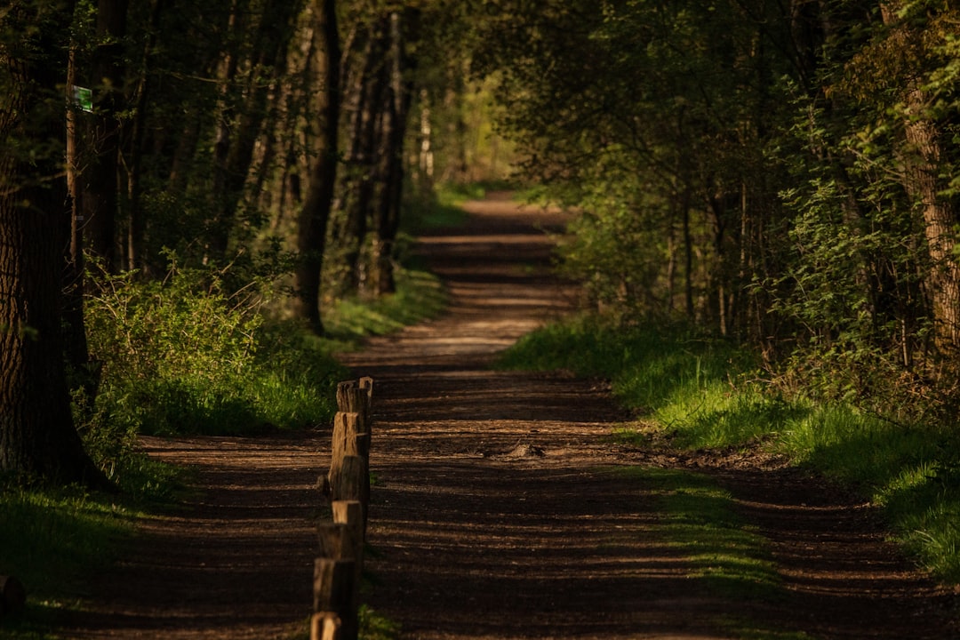 brown wooden pathway in the woods,