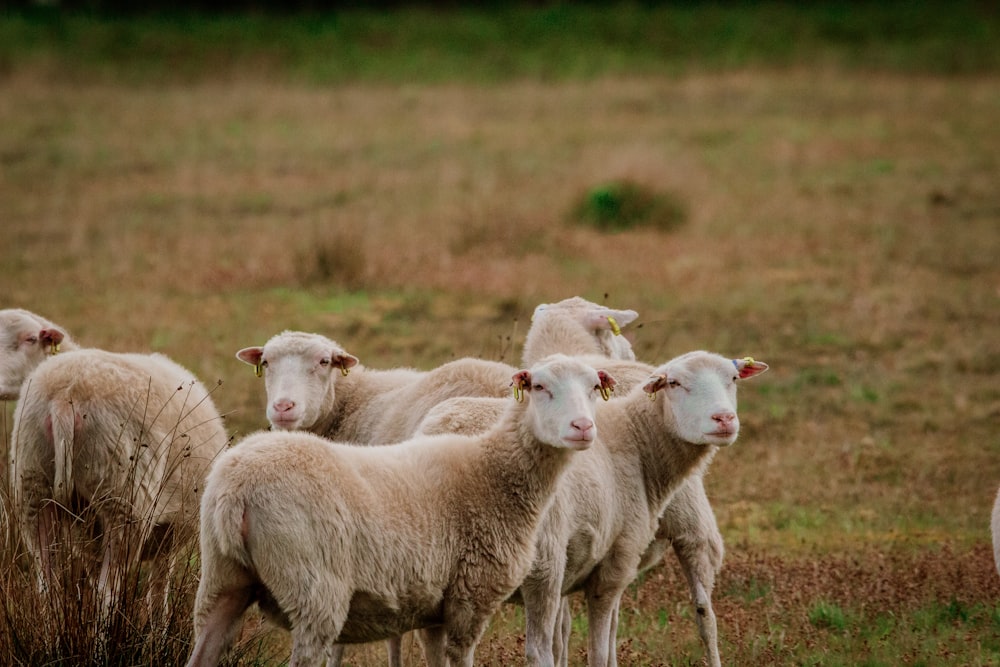 herd of sheep on green grass field during daytime