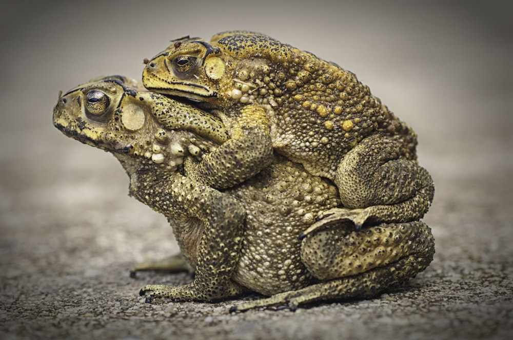 brown and black frog figurine