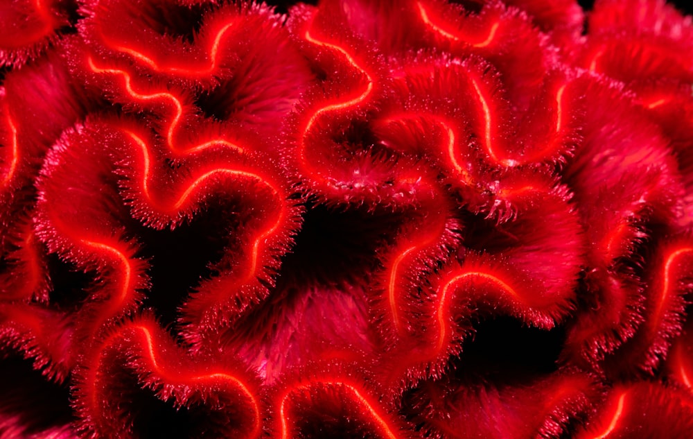 red and white coral reef