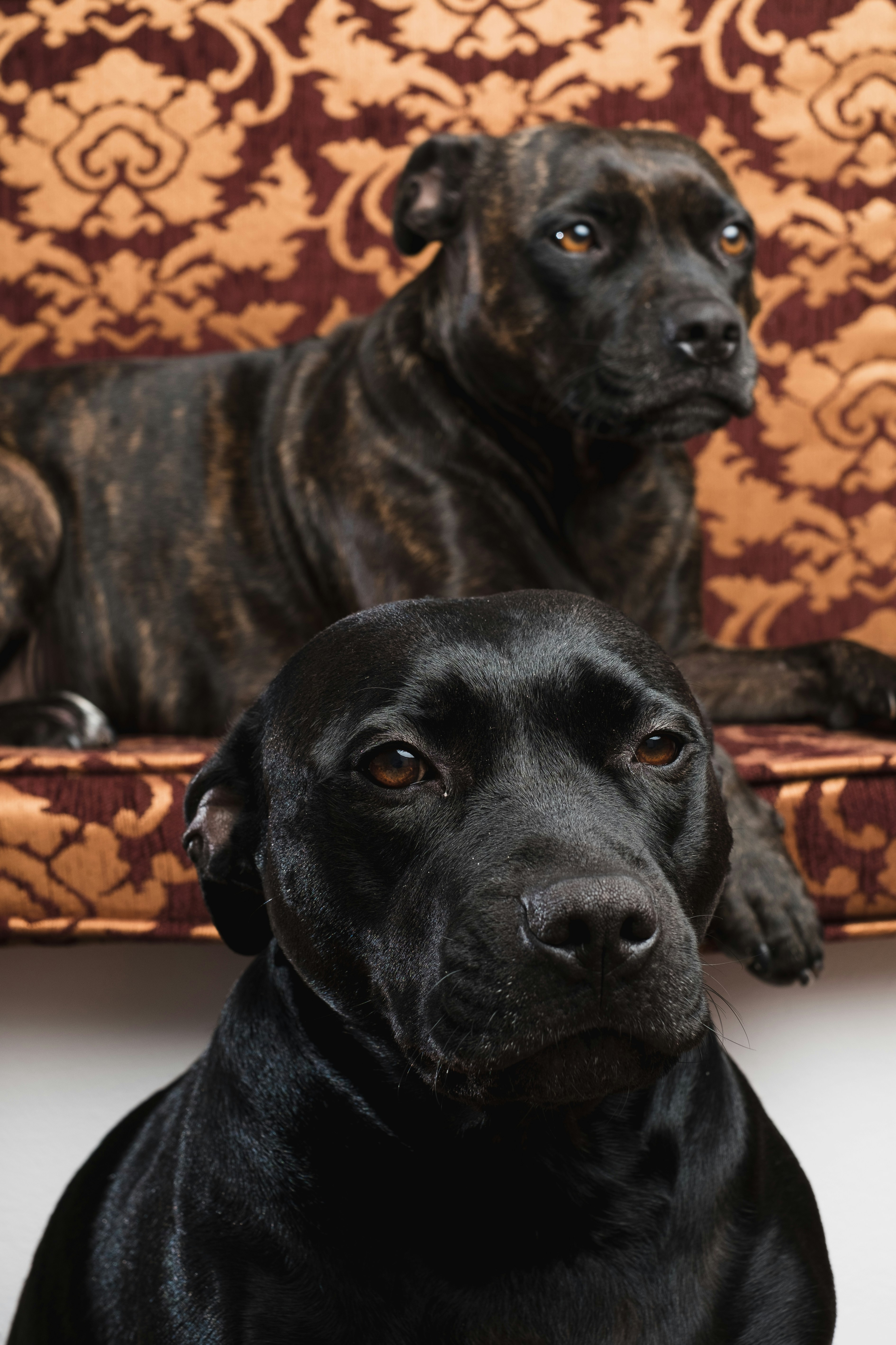 Yellow Labrador Retriever Lying On Wooden Floor Photo Free Dog Image On Unsplash