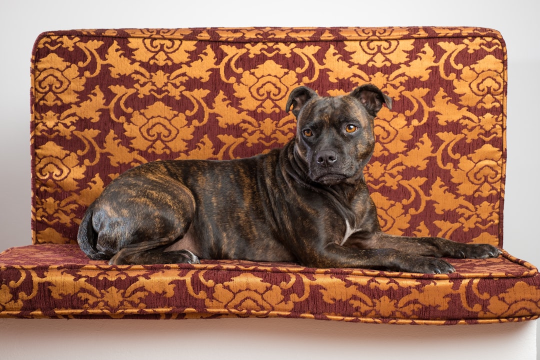 black and brown short coated dog lying on brown and black floral textile