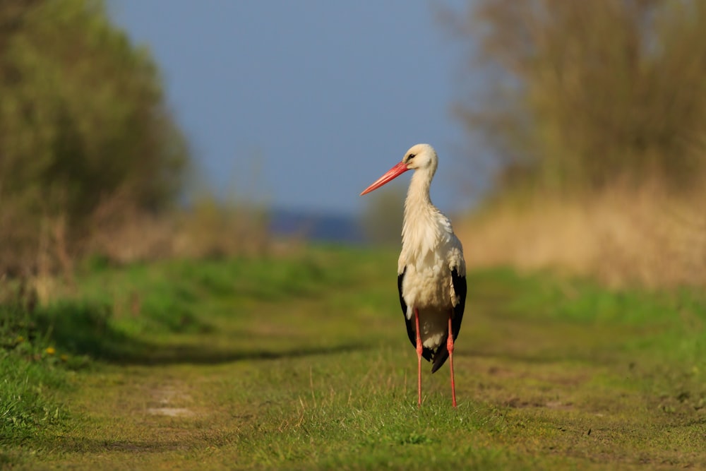 cigogne blanche sur un champ d’herbe verte pendant la journée