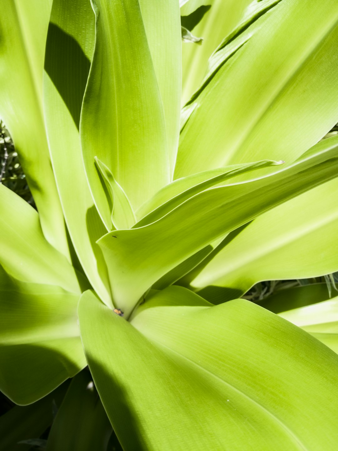 green leaf plant during daytime