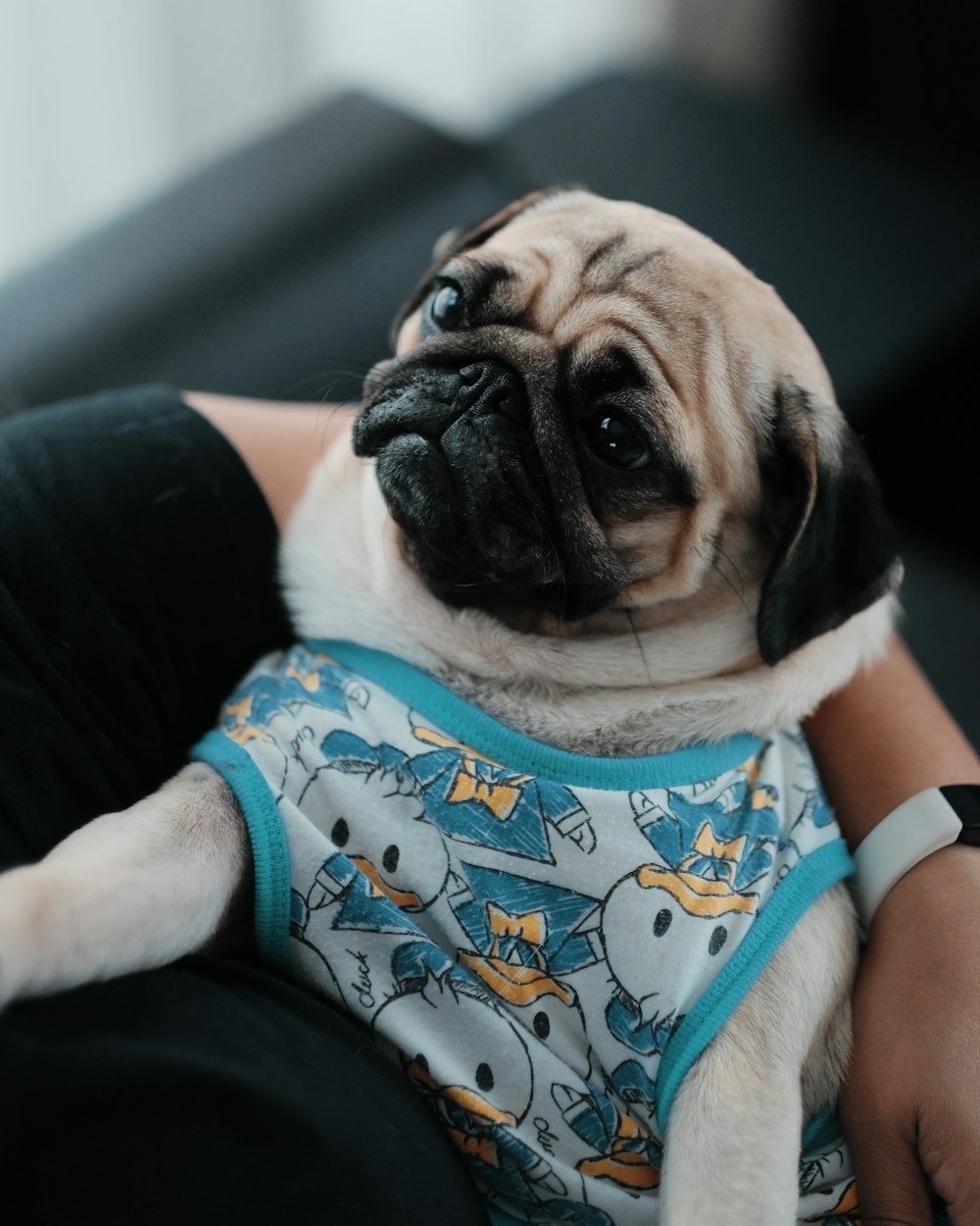 fawn pug wearing blue and white tank top