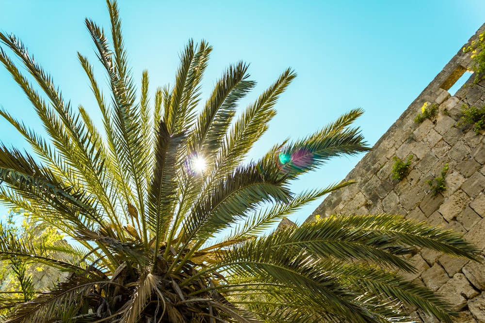 green palm tree under blue sky during daytime