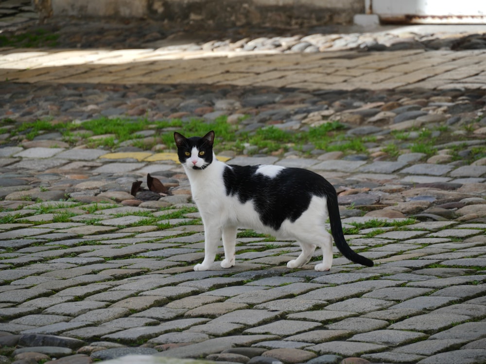 tuxedo cat on grey brick floor during daytime