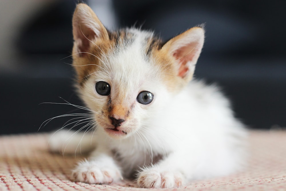 white and brown cat on brown textile