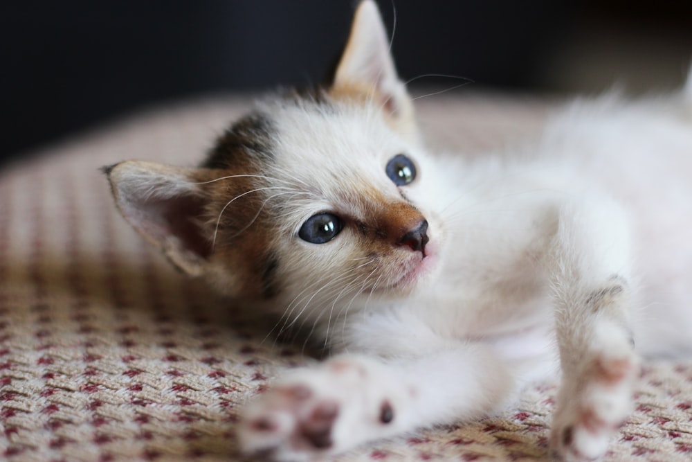 white and brown cat lying on brown textile