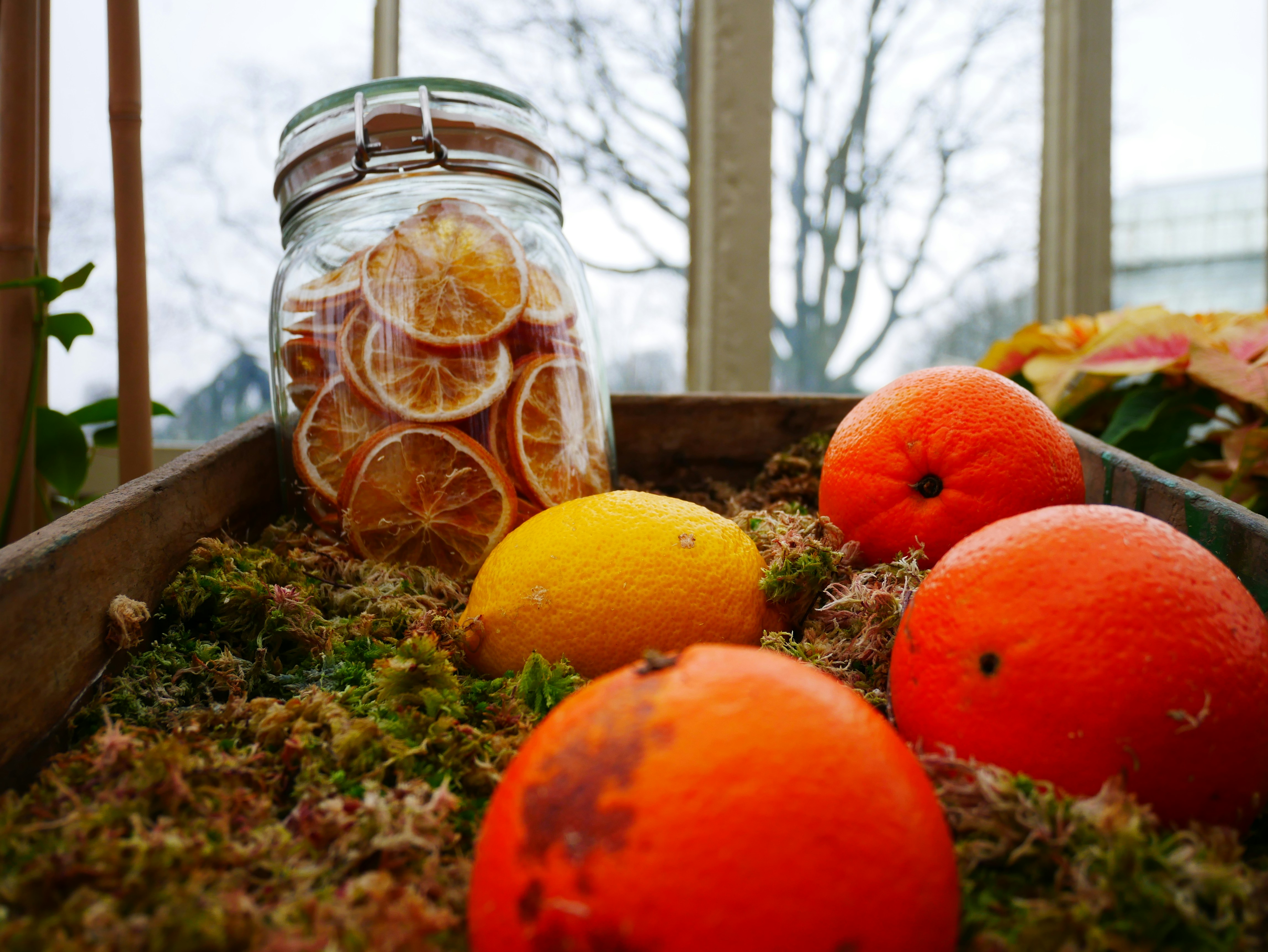 Seamoss Energy Boost