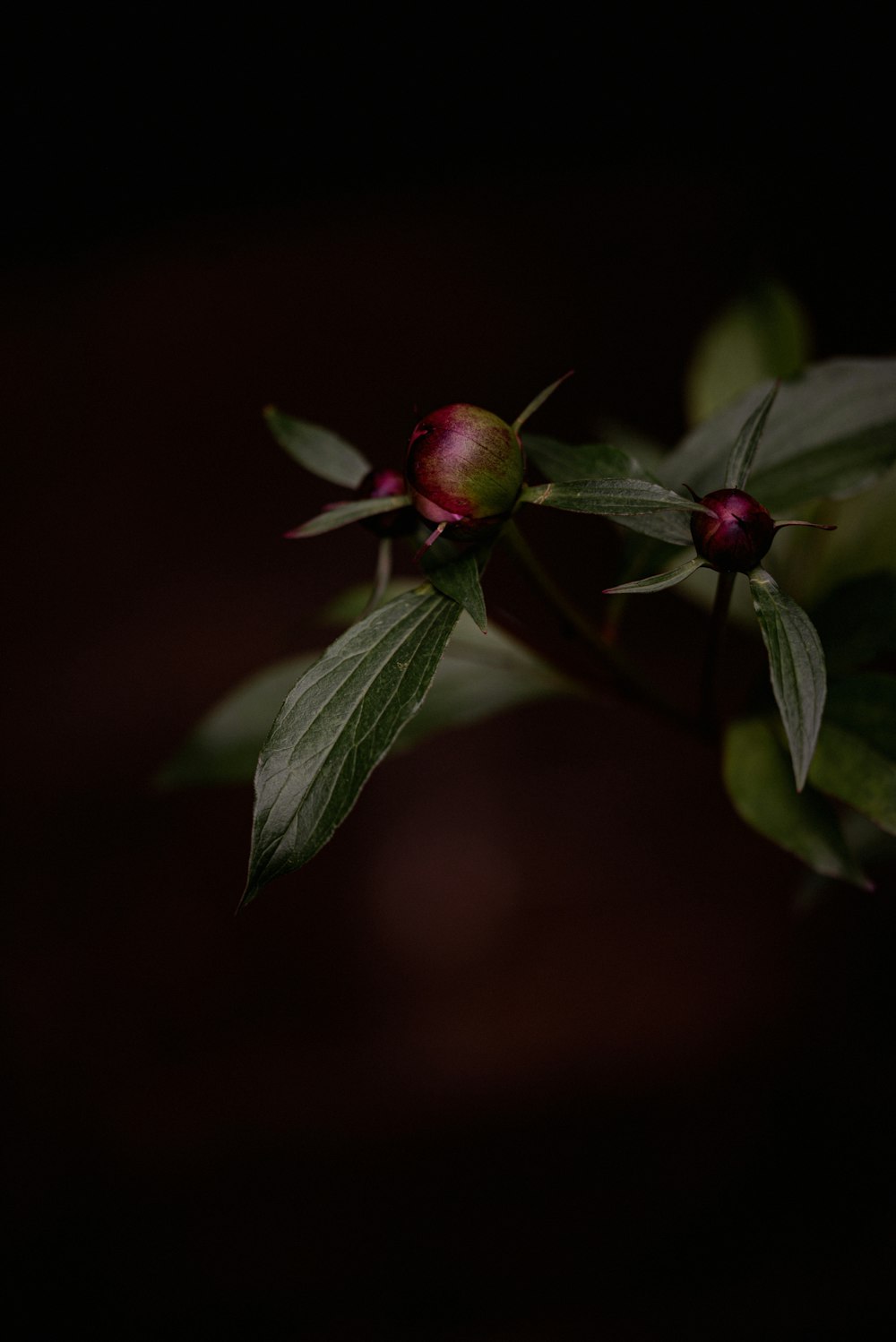 red flower with green leaves