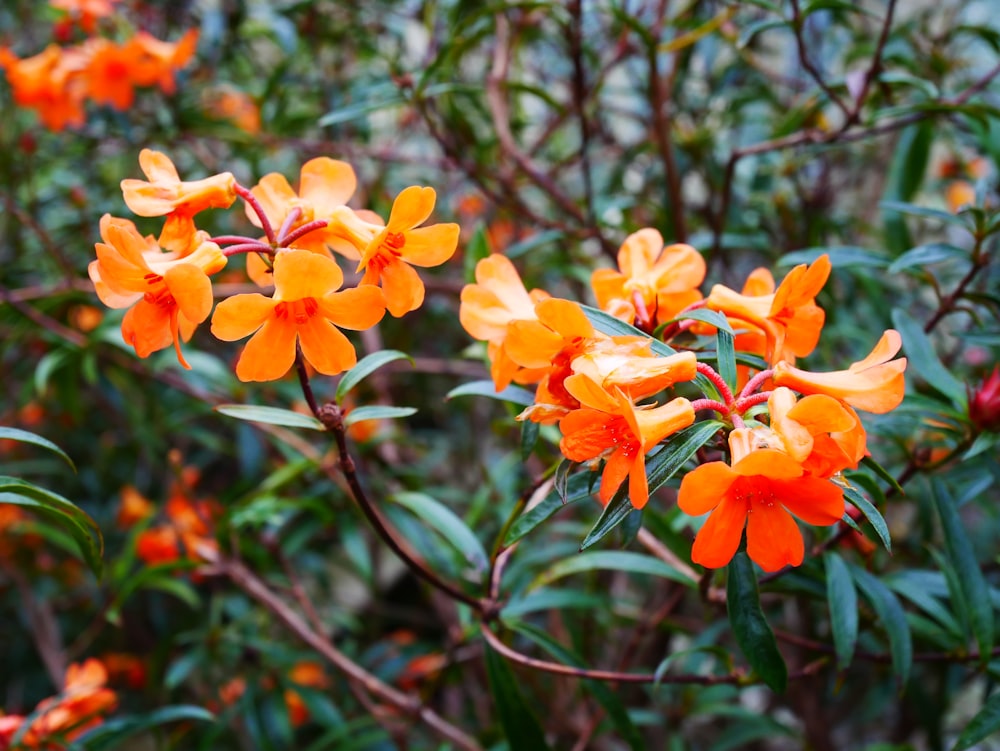 yellow flowers in tilt shift lens