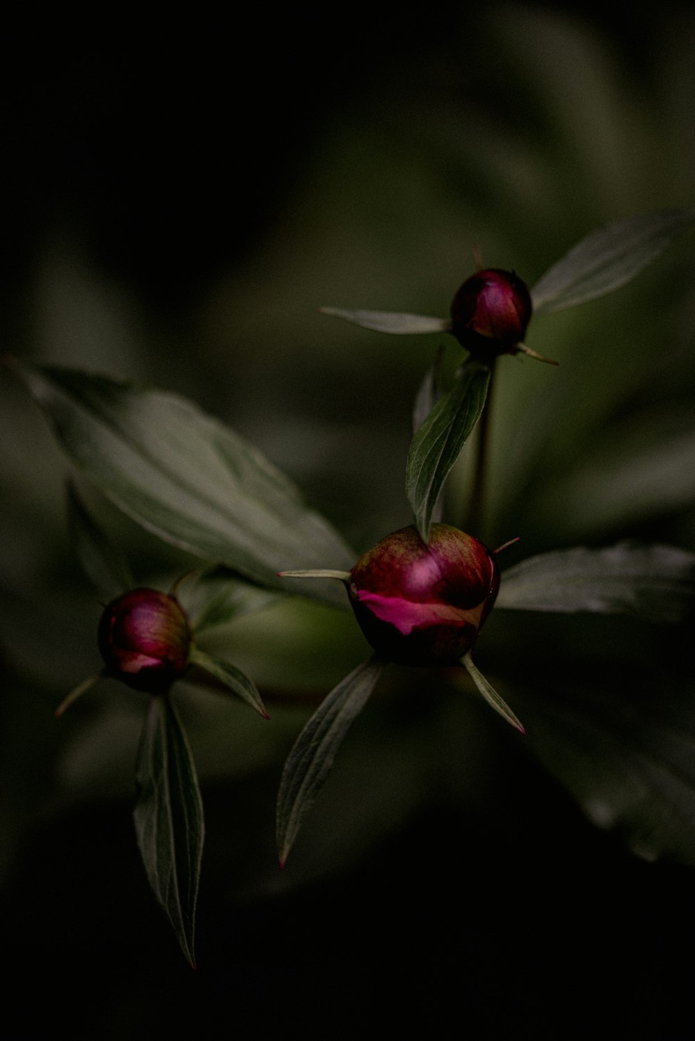 red flower bud in close up photography