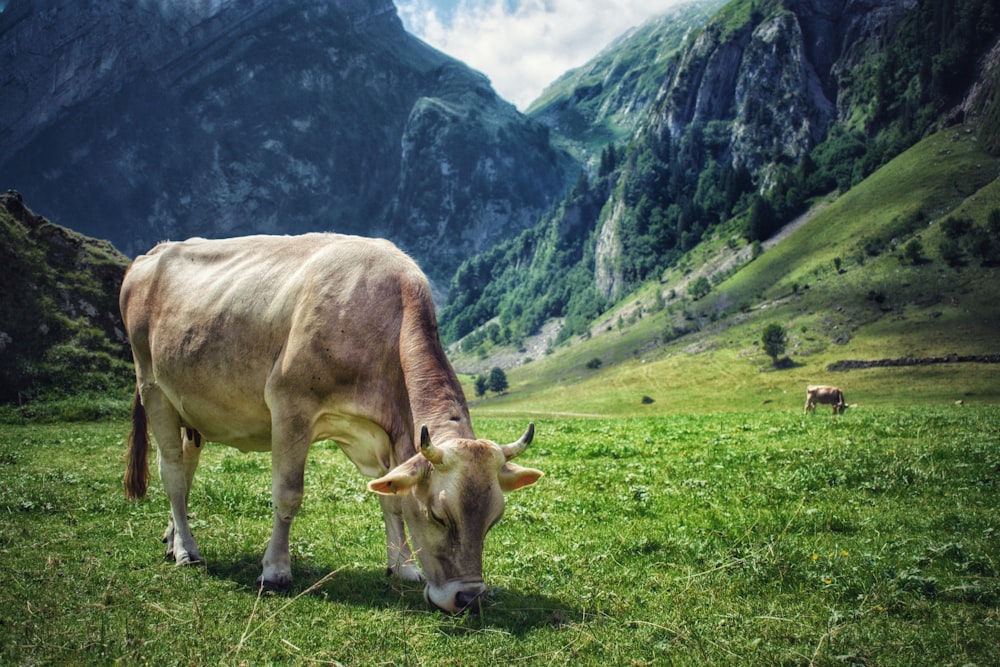 brown cow on green grass field during daytime