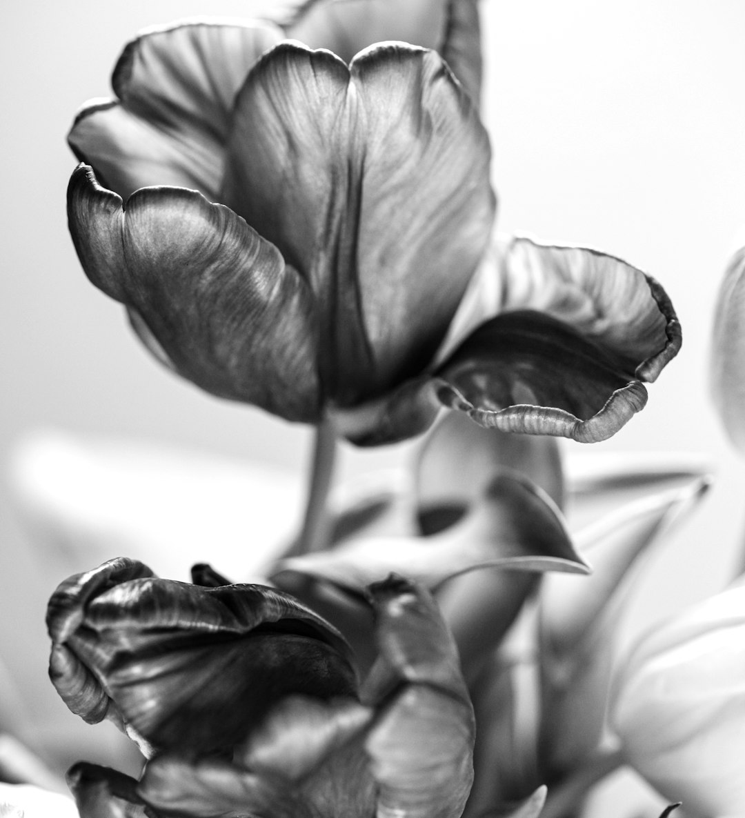 gray scale photo of flower