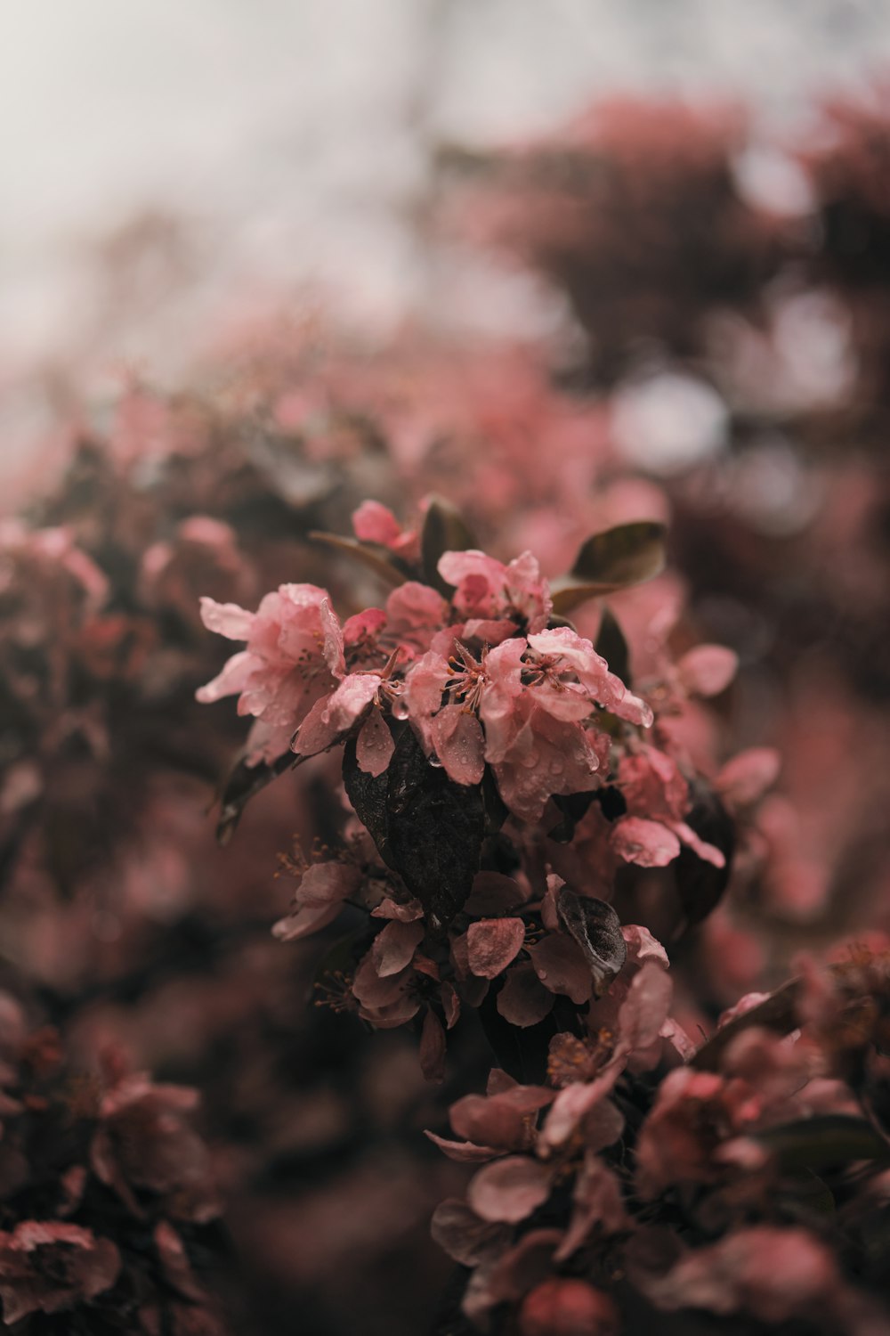 pink flowers in tilt shift lens