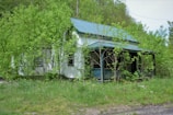 A small, neglected house is partially obscured by overgrown vegetation. The structure features a green metal roof and white siding. Decaying, it sits amidst tall grass and young trees, suggesting abandonment. The surrounding greenery dominates the scene, giving it a wild, overgrown appearance.