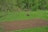 A lush, green landscape featuring a field in the foreground being tilled, while a red tractor continues plowing. The scene is surrounded by dense woods with various shades of green foliage. The ground is mostly made up of turned soil and patches of grass, creating a contrast between the earthy tones and the vibrant greens.