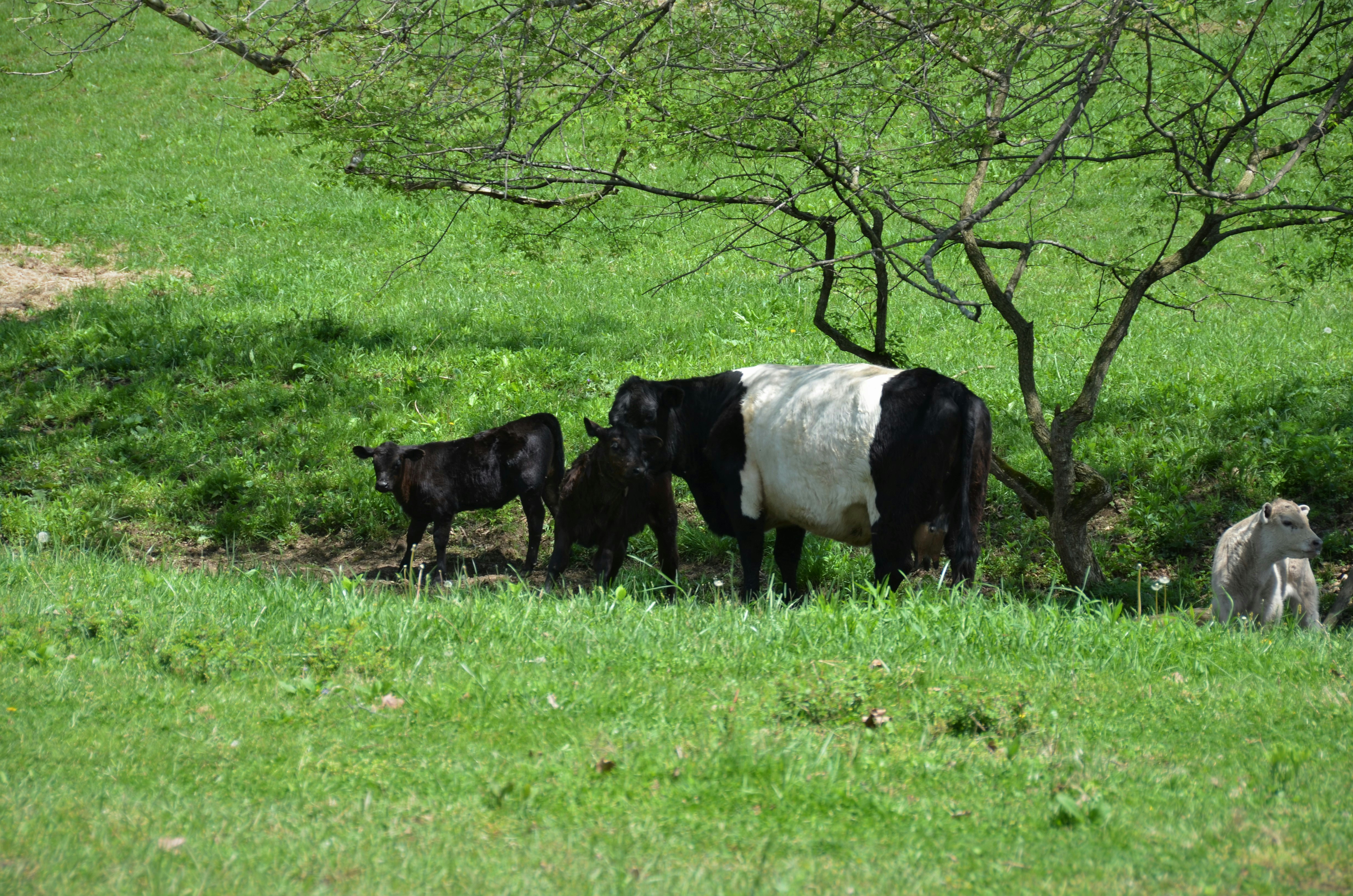 Black and white cow with calves