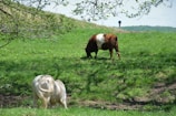 A pasture with two animals grazing on lush green grass. A brown and white cow and a light-colored horse or pony are visible. The scene is set under clear skies with a background of rolling hills and sparse trees.