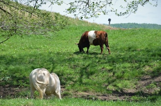 A pasture with two animals grazing on lush green grass. A brown and white cow and a light-colored horse or pony are visible. The scene is set under clear skies with a background of rolling hills and sparse trees.