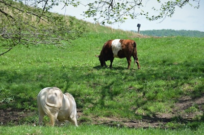 A pasture with two animals grazing on lush green grass. A brown and white cow and a light-colored horse or pony are visible. The scene is set under clear skies with a background of rolling hills and sparse trees.