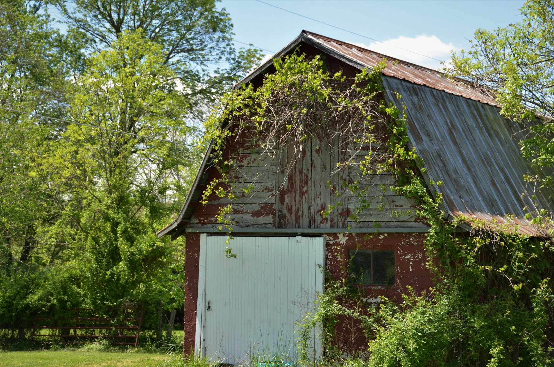 An old, rustic barn is partially covered with green vines, surrounded by lush trees and foliage. The weathered wooden structure features a red exterior with chipping paint, a rusty metal roof, and a white door.
