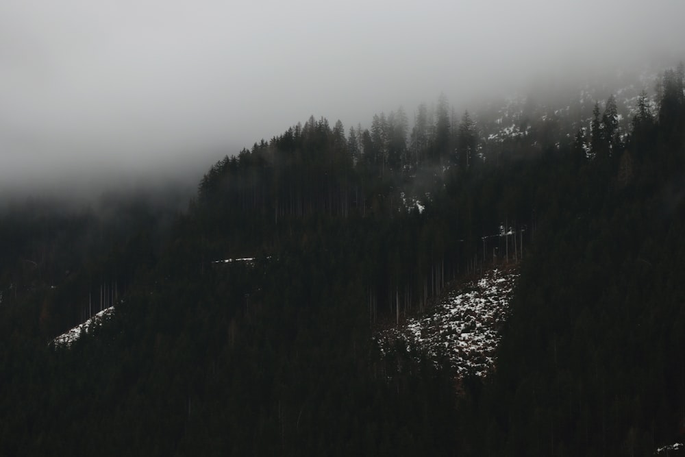 green trees under white sky during daytime