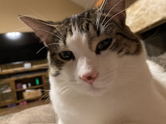 A close-up view of a cat with a white and tabby coat. The cat is situated indoors in a cozy setting, with a TV and some furniture visible in the background. The facial expression of the cat is calm and relaxed.