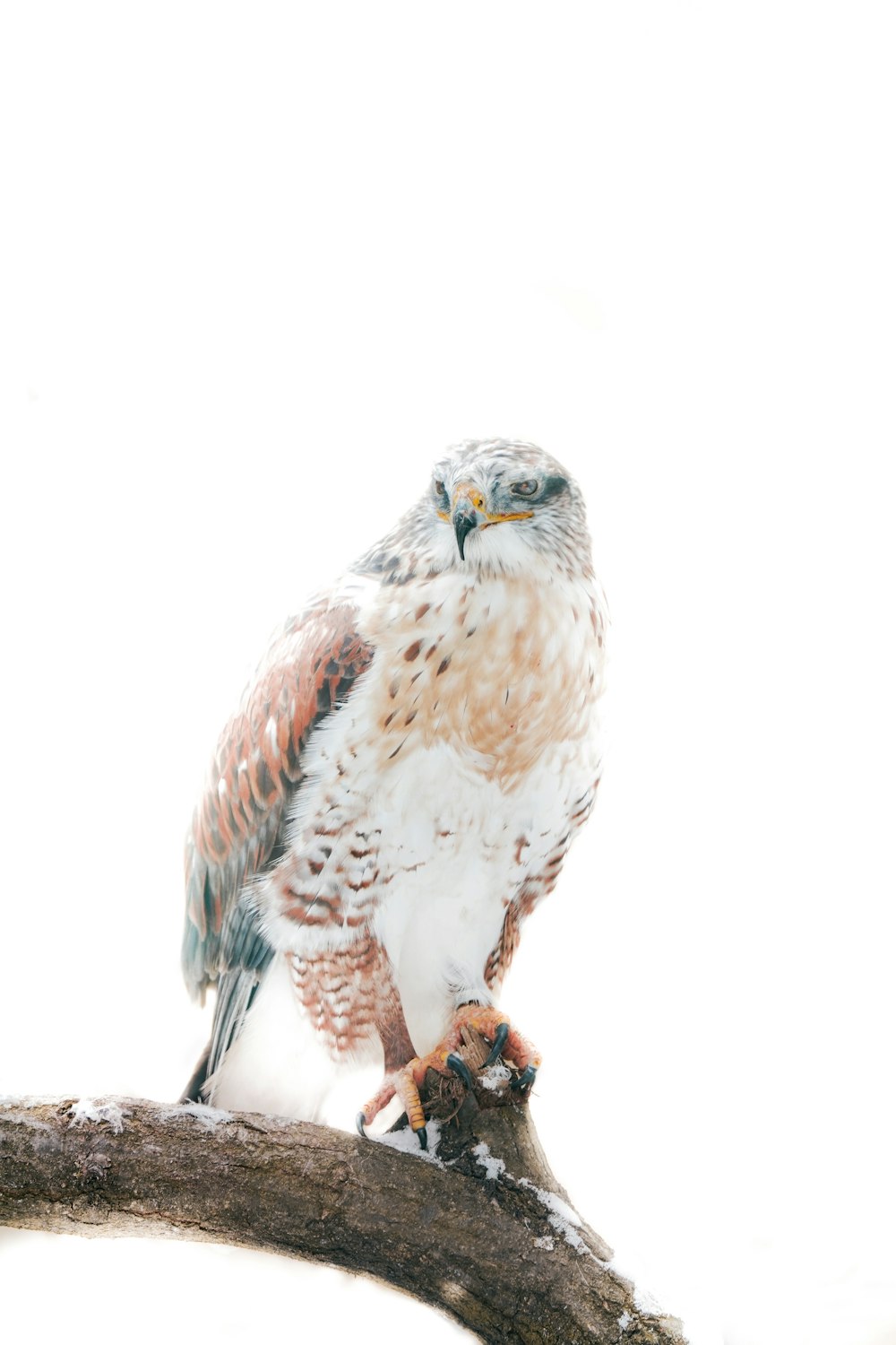 oiseau brun et blanc sur bâton brun