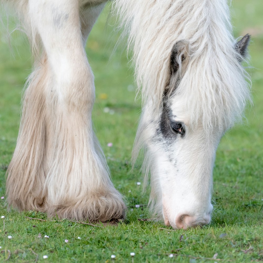 cavallo bianco sul campo di erba verde durante il giorno