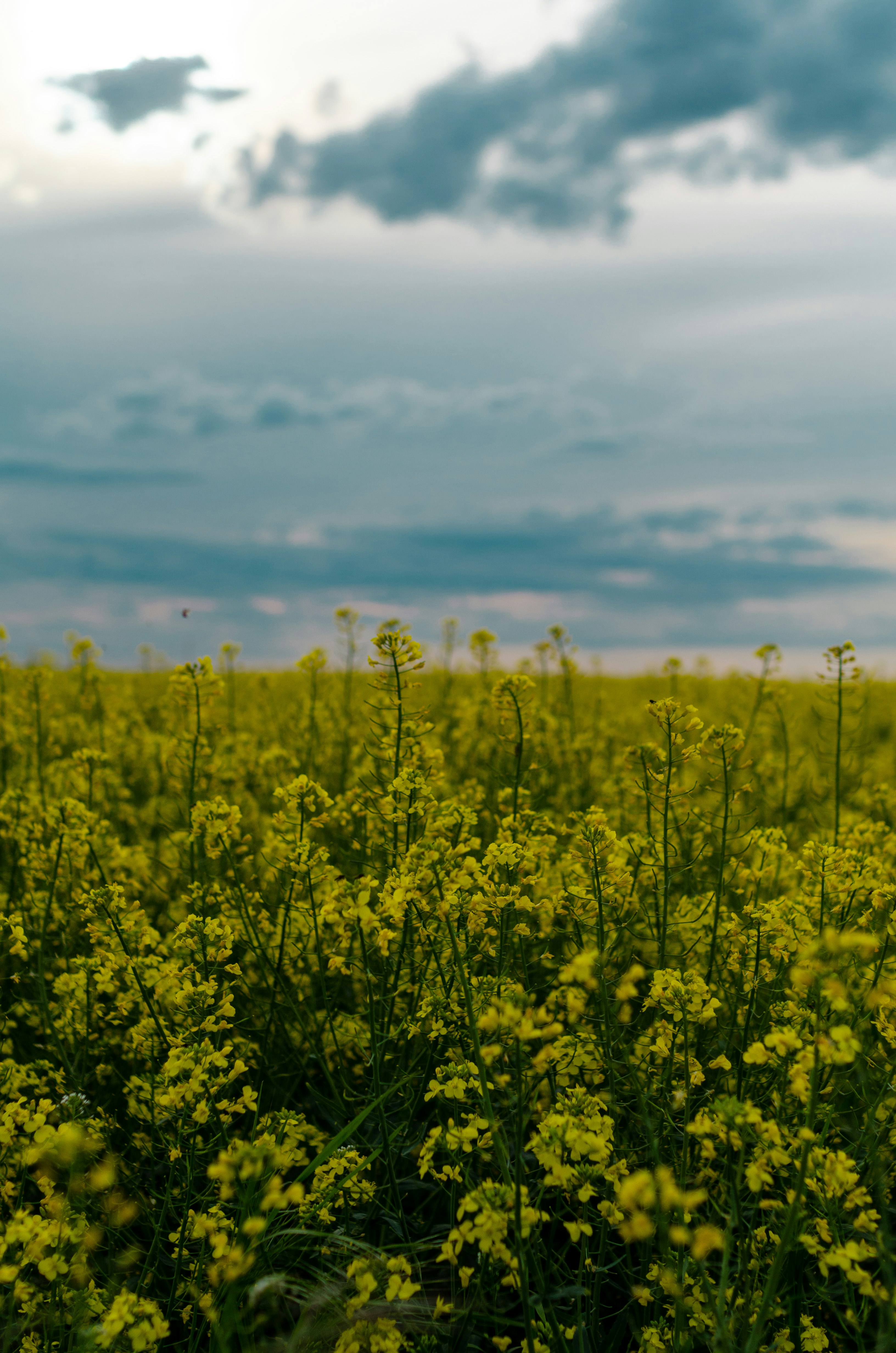 Photo by gamanalice3012