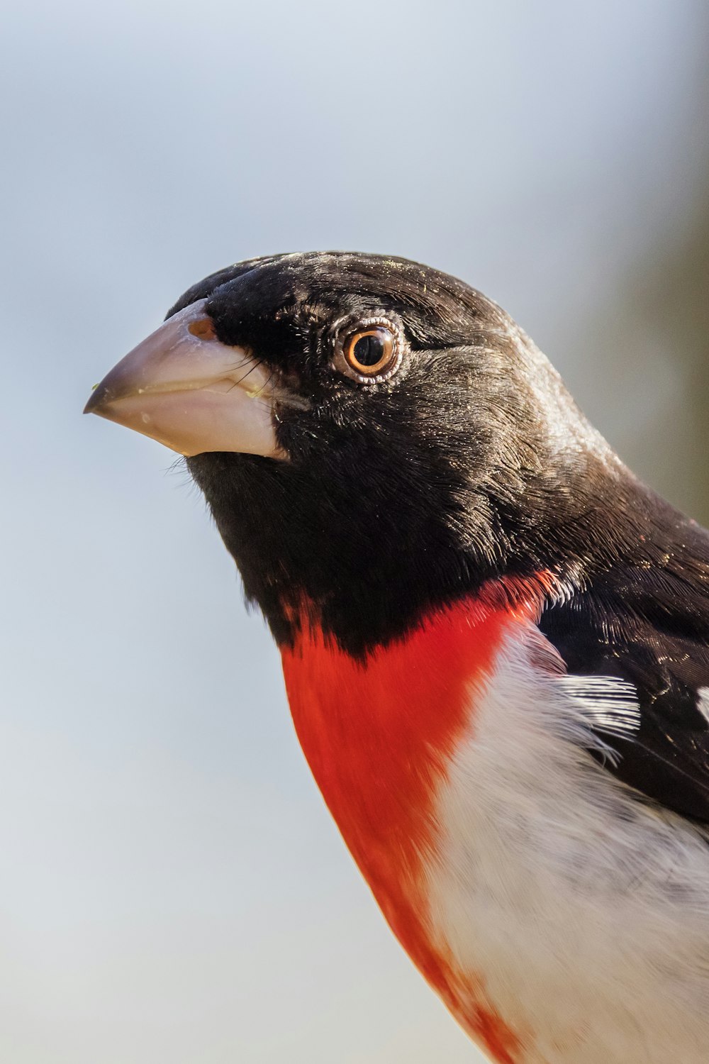 black white and orange bird