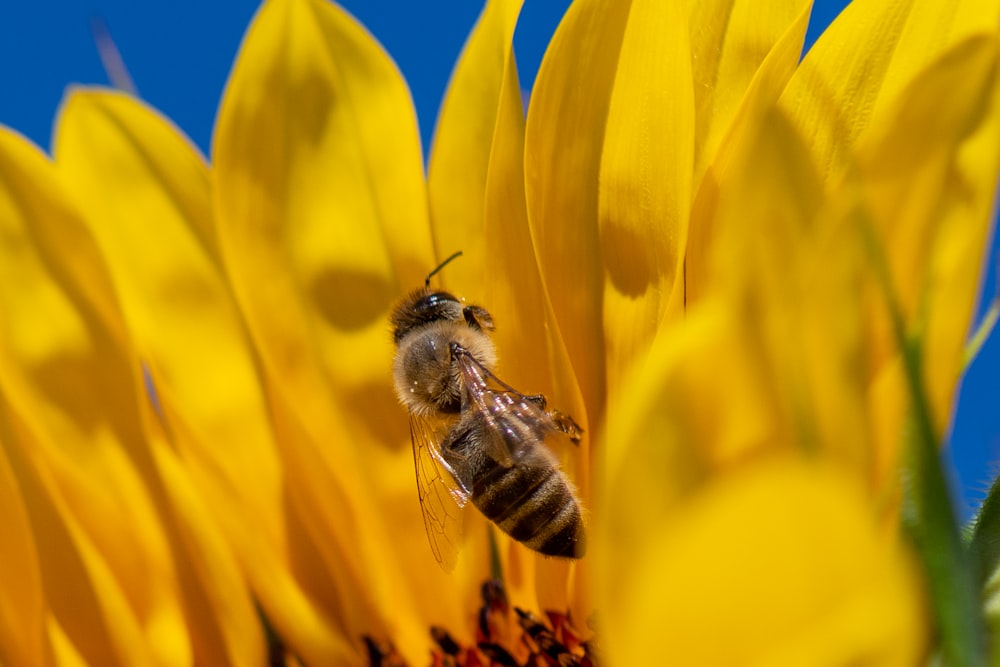 honeybee perched on yellow flower in close up photography during daytime