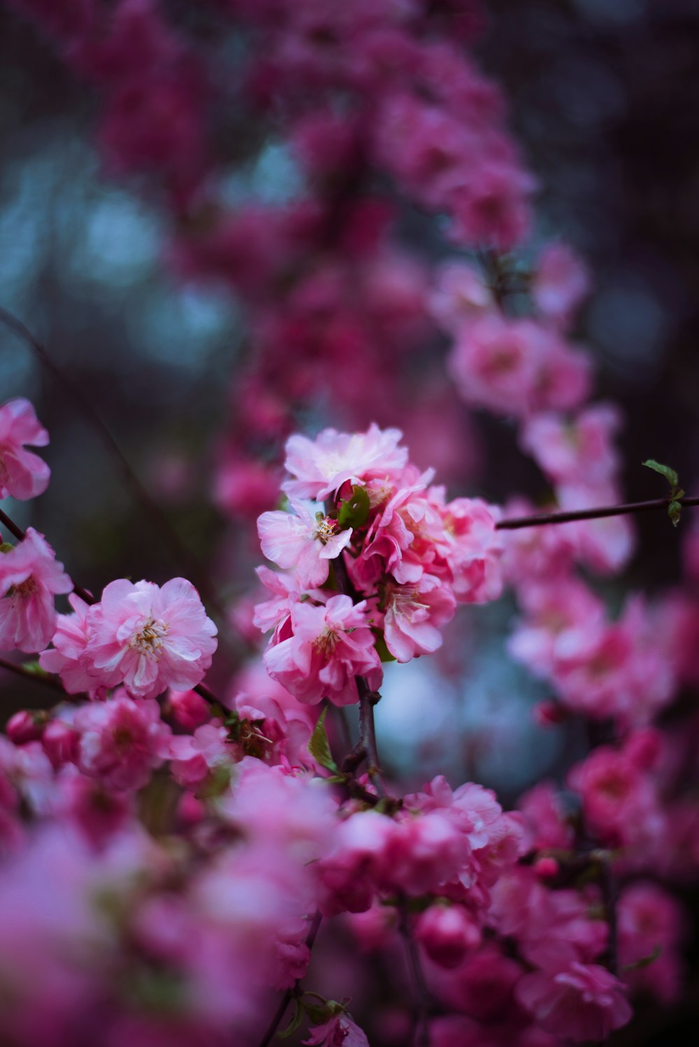 pink cherry blossom in close up photography