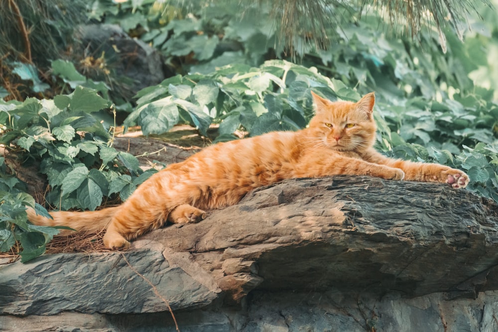 orange tabby cat lying on brown tree log