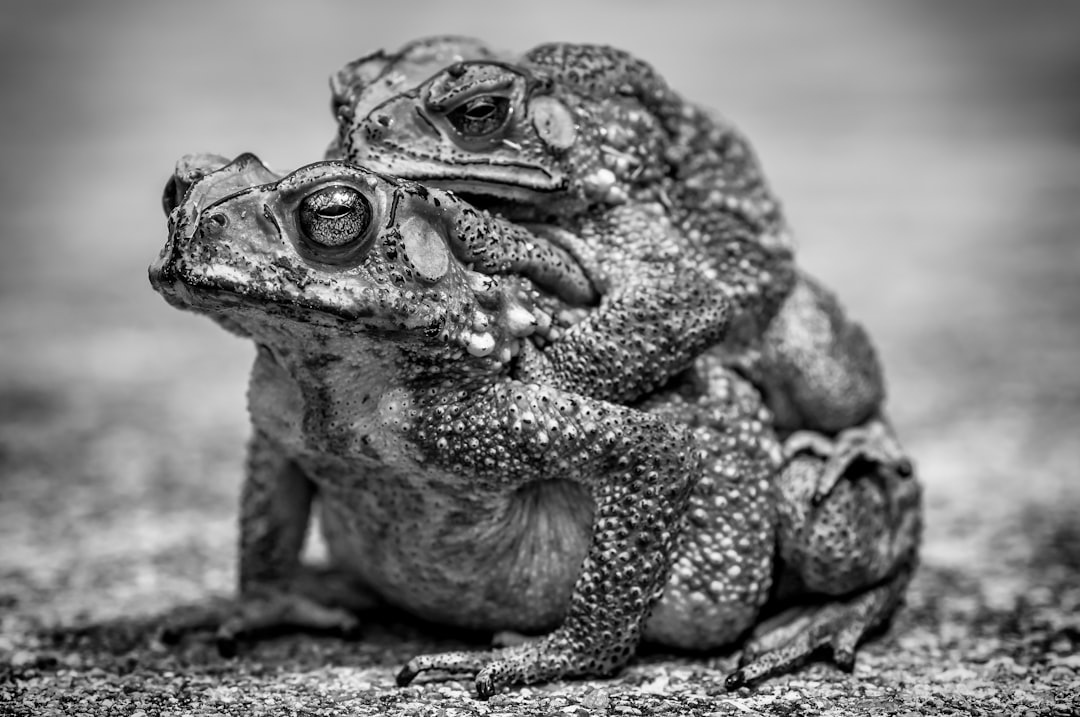 gray frog on brown rock