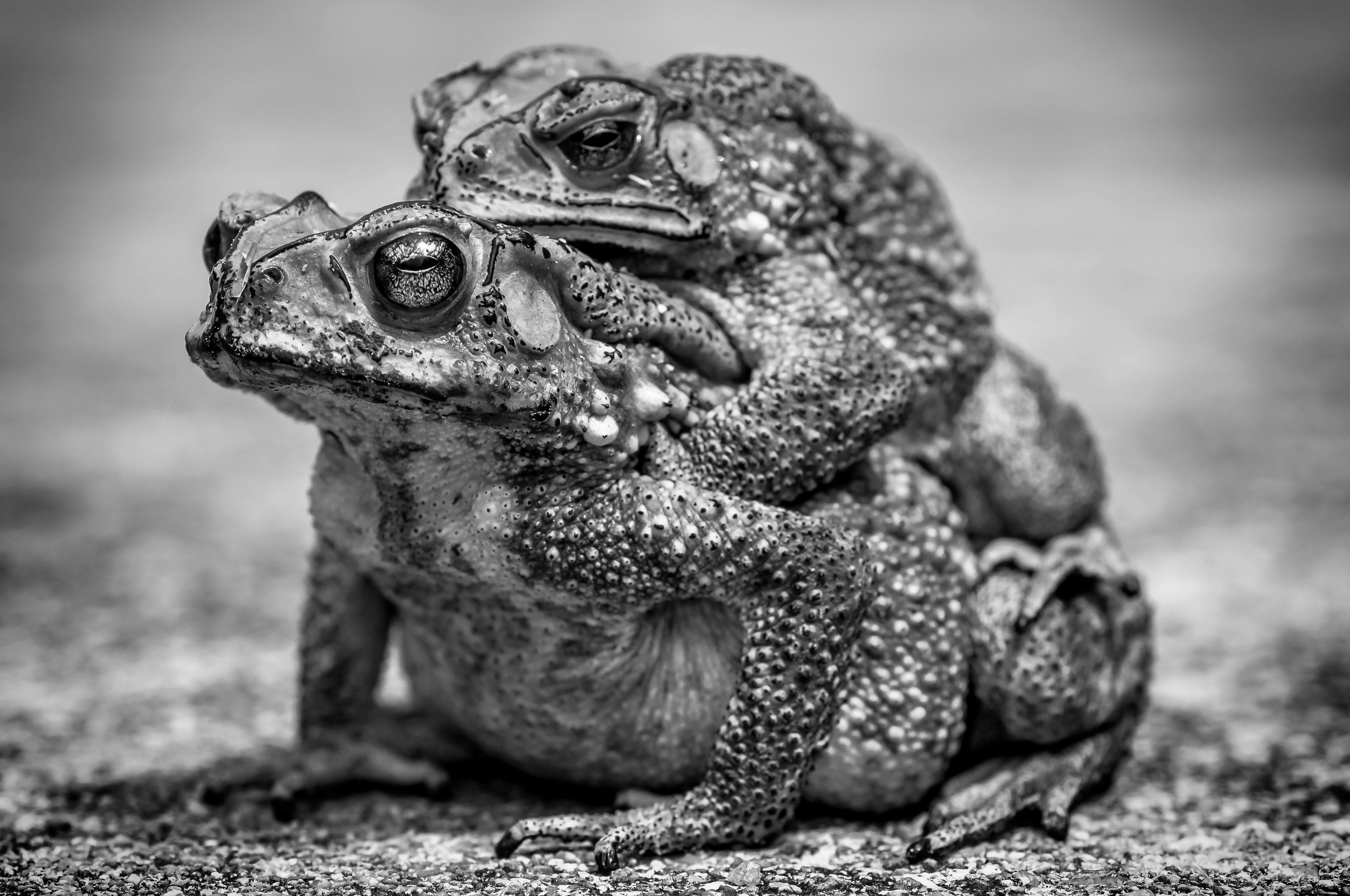 gray frog on brown rock