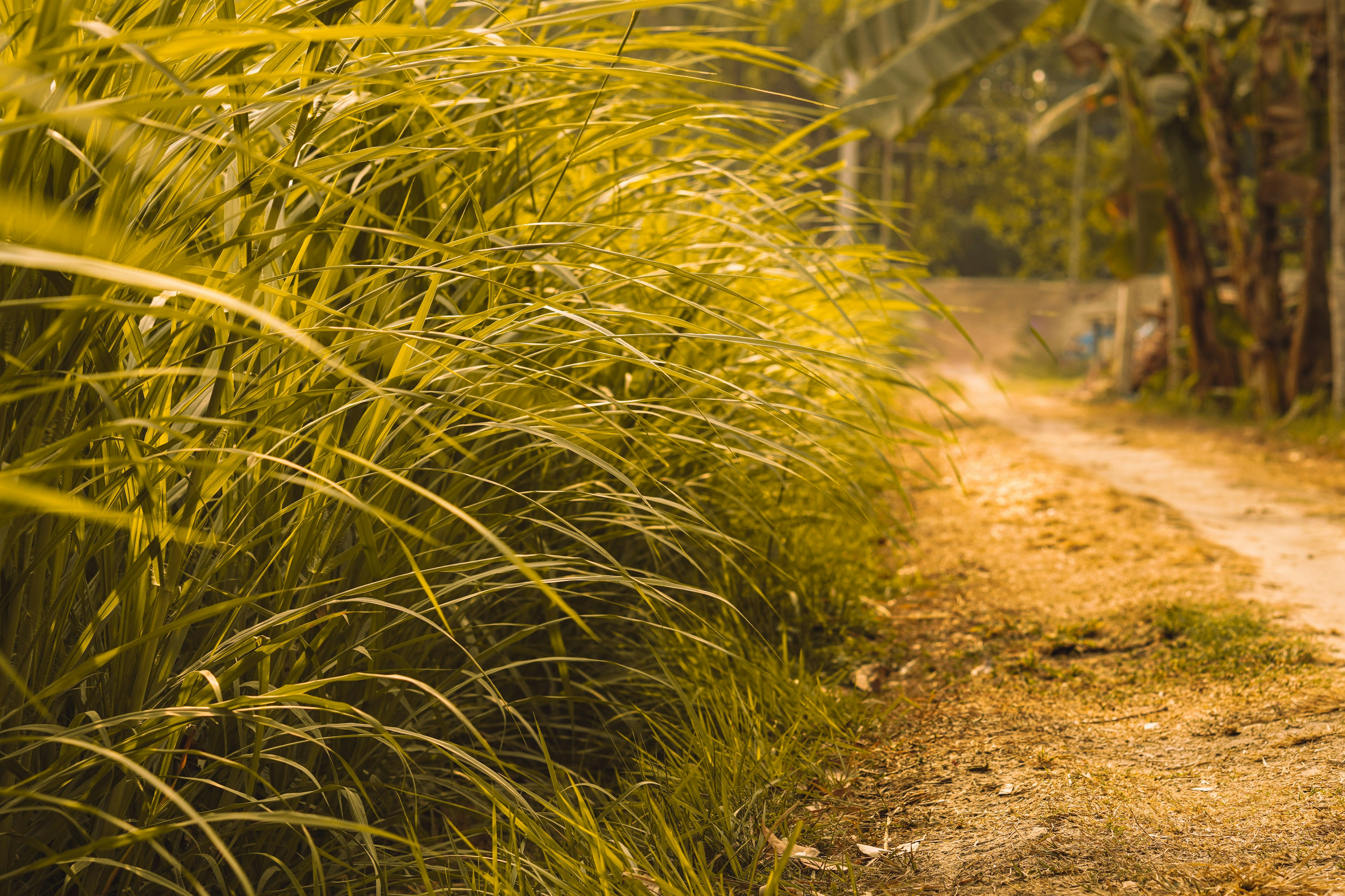 green grass on brown soil 풍경 사진