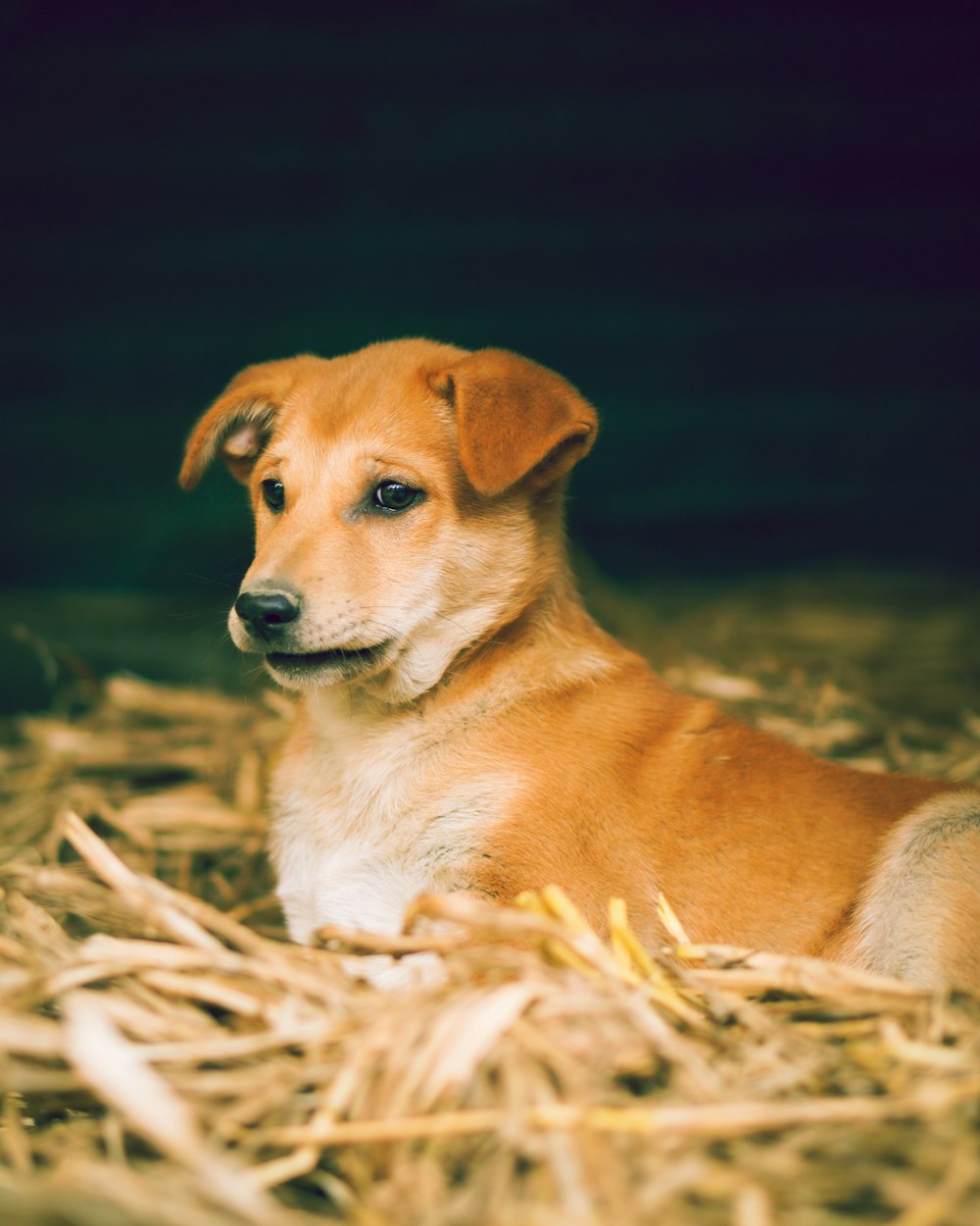 brown short coated dog lying on brown dried leaves