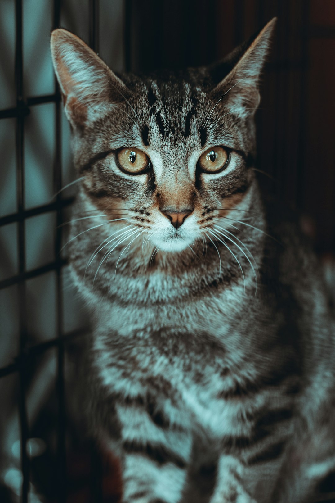 brown tabby cat on cage