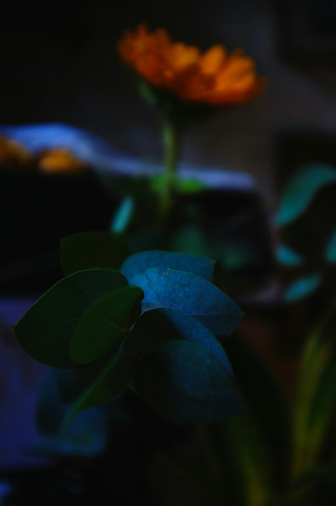 green and orange flower in close up photography