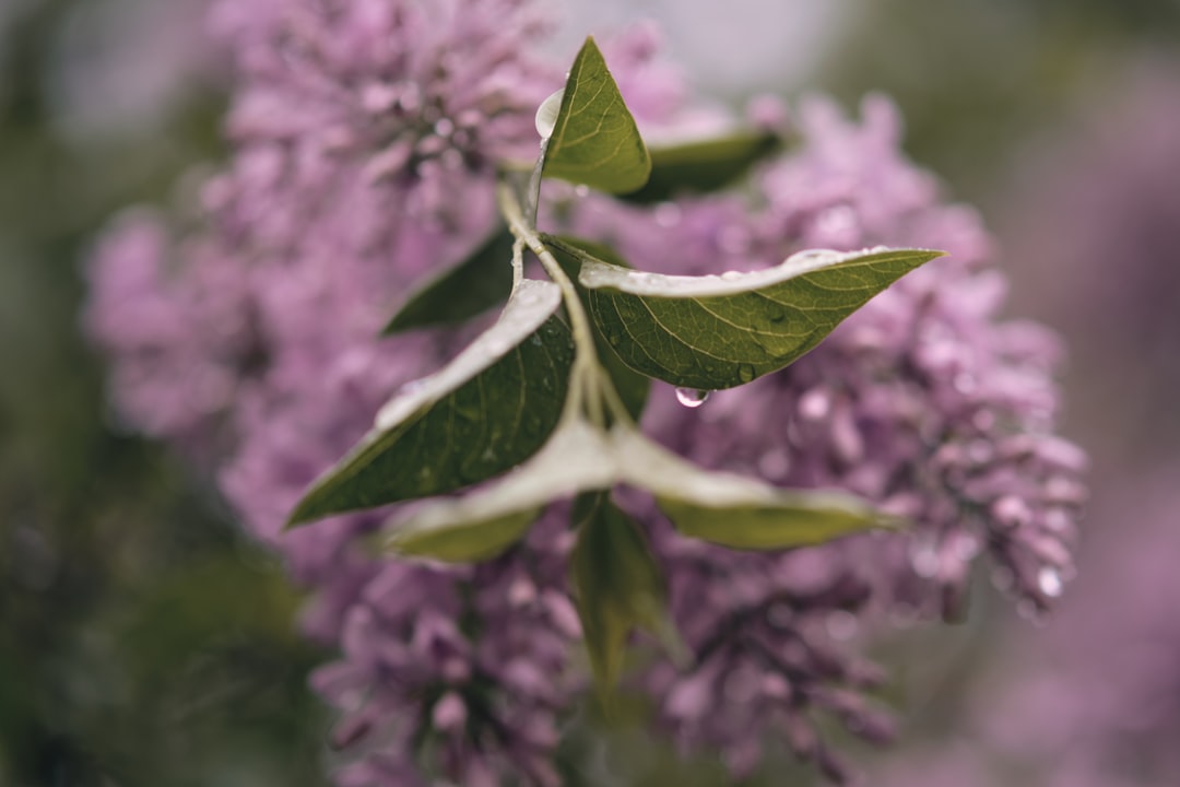 green leaf plant in close up photography