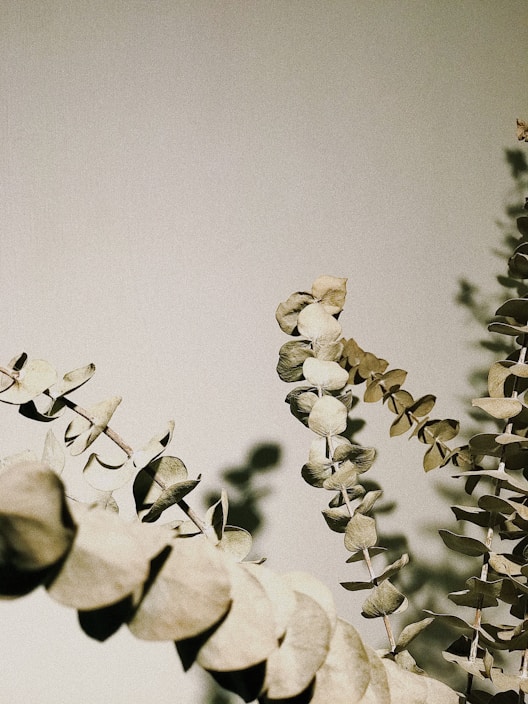 Eucalyptus branches with dried leaves are arranged diagonally against a muted, beige background. The leaves cast delicate shadows, creating a calm, natural aesthetic.