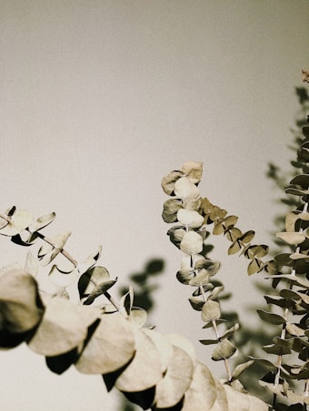 Eucalyptus branches with dried leaves are arranged diagonally against a muted, beige background. The leaves cast delicate shadows, creating a calm, natural aesthetic.