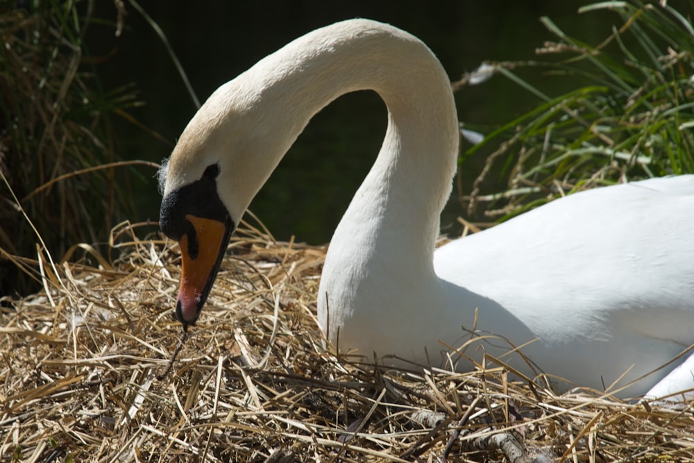 white swan on brown grass