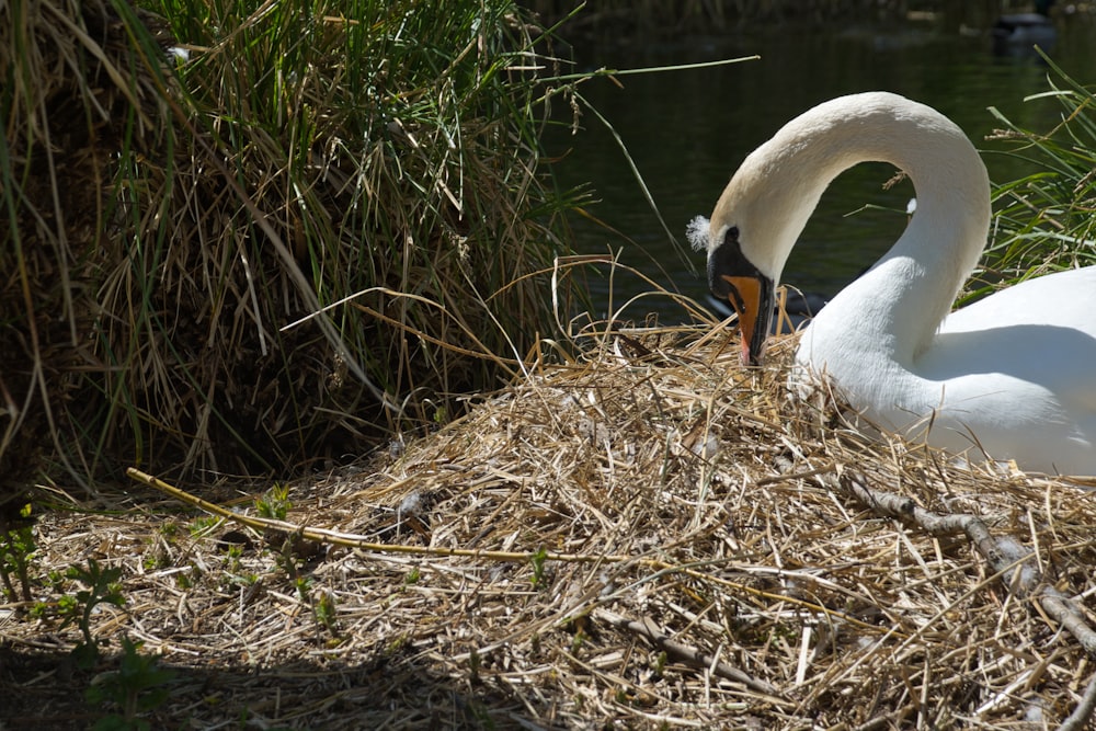 white swan on brown grass