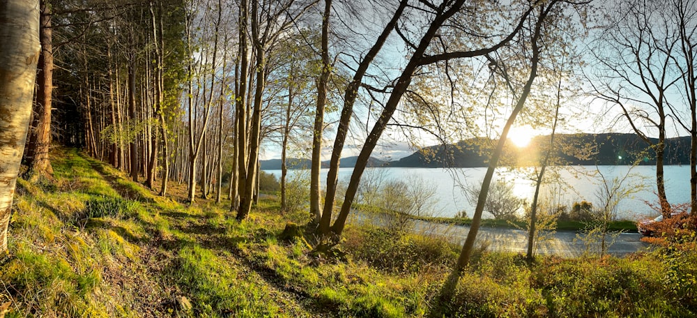 green grass field near body of water during daytime